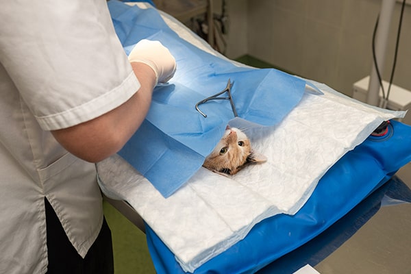 Cirurgia Veterinária