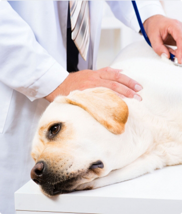 Consulta Veterinária