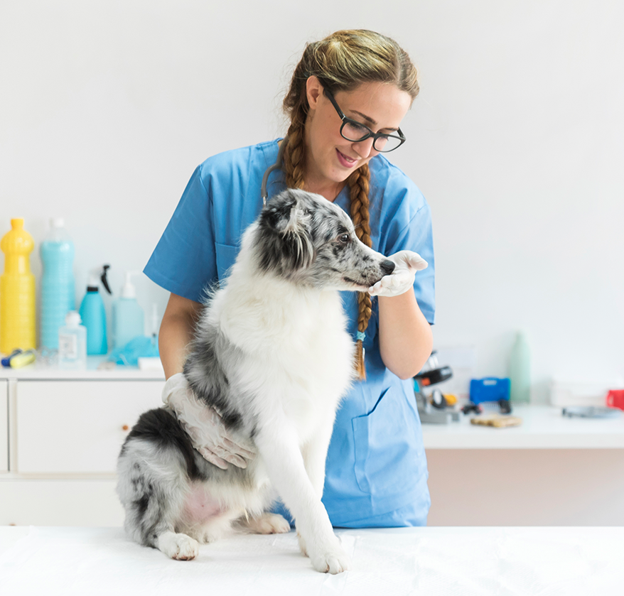 Farmácia Veterinária